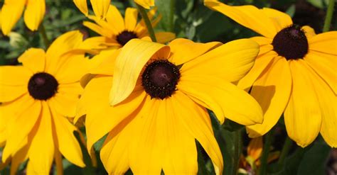 春の花, 黄色, 黄色い花の無料の写真素材