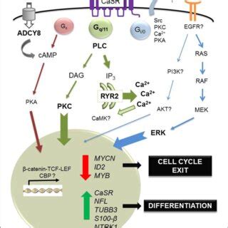 In Vivo Axon Switching Ability Of Drl And Drlk A In The Cns Of