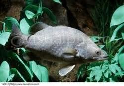 Nile River Fish - Ancient Egypt-animals of the Nile