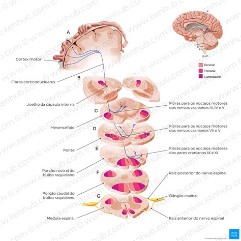 Nucleo Do Trato Solitario - Vias neurais e tratos da medula espinhal: Anatomia | Kenhub
