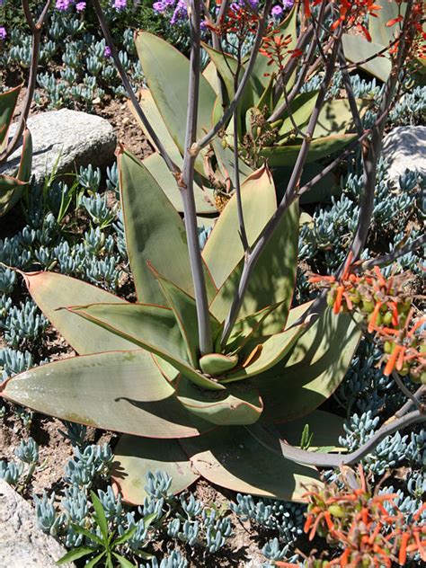 Lg African Coral Aloe Plant Aloe Striata Kens Nursery