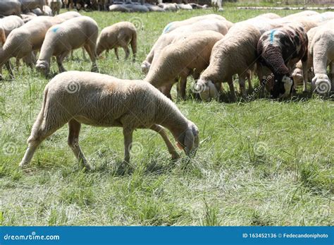 Pastagem De Ovinos Em Pastagens De Montanha Foto De Stock Imagem De