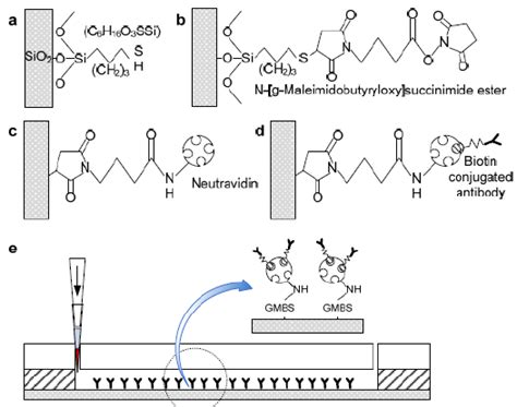 A schematic of antibody immobilization steps to functionalize surfaces.... | Download Scientific ...