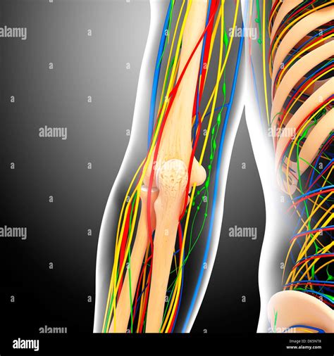 Elbow Anatomy Artwork Stock Photo Alamy