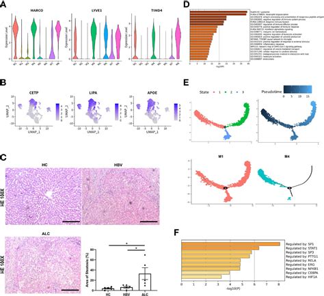 Frontiers Single Cell Rna Transcriptomics Reveals Differences In The