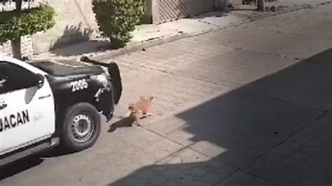 Captan Momento en que Policías Atropellan a Peluche los Investigan por