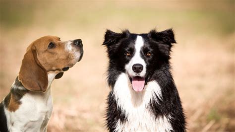 Famous Border Collies Heres 12 Of The Most Famous And Talented Border