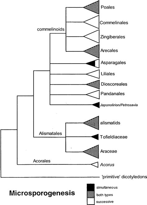 Microsporogenesis type mapped on diagram of monocot relationships, with... | Download Scientific ...