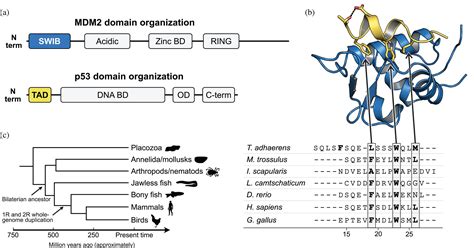 Evolution Of Affinity Between P53 Transactivation Domain And Mdm2