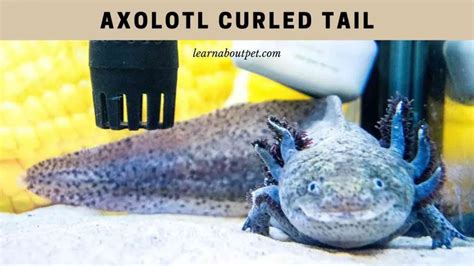 Axolotl Curled Tail : (7 Interesting Axie Tail Facts) - 2024