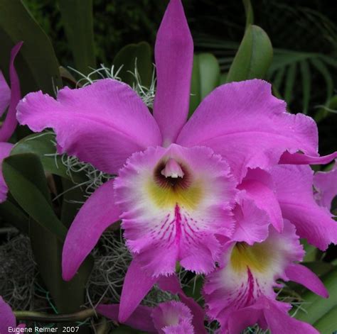 Cattleya Orchid Cattleya Sp