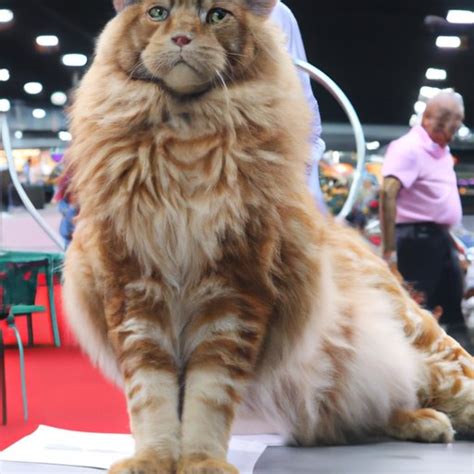 What Is The Biggest Cat In The World A Comprehensive Look At The