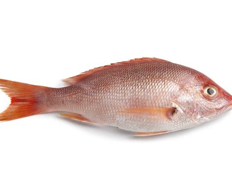 products ozean sea foods