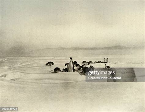 256 Ernest Shackleton South Pole Stock Photos, High-Res Pictures, and ...