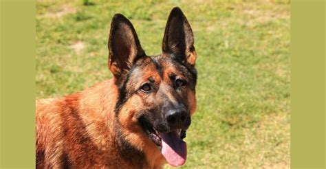 The Belgian Malinois German Shepherd Mix: A Remarkable Hybrid Dog