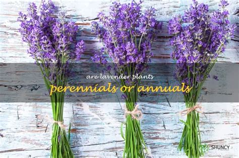 Discovering The Life Cycle Of Lavender: Perennials Or Annuals? | ShunCy