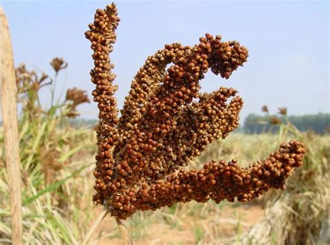 International Year Of Millets Krishi Jagran