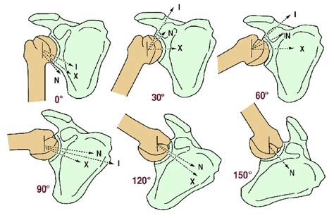 The Position Of The Resultant Force Vector Of The Rotator Cuff And