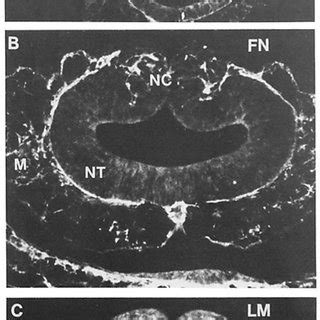 Fluorescence Photomicrographs Of Transverse Sections Through The