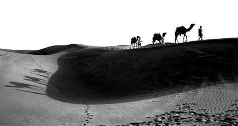 Arabian Camel in the Desert on Black and White - PixaHive