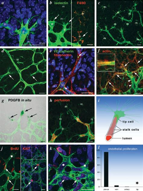 Figure From Vegf Guides Angiogenic Sprouting Utilizing Endothelial