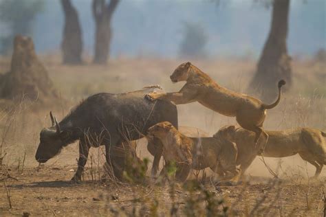 Watch A Pack Of Lions Take Down And Wildebeest Love Nature