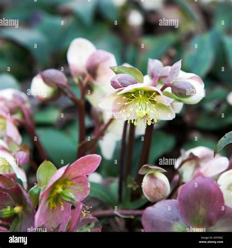 Stinking Hellebore Helleborus Foetidus Stock Photo Alamy