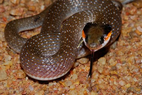 Red Lipped Snake Snakes Of Niger INaturalist