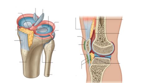 Geneeskunde Anatomie Kniegewricht Transversale En Sagitale Doorsnede