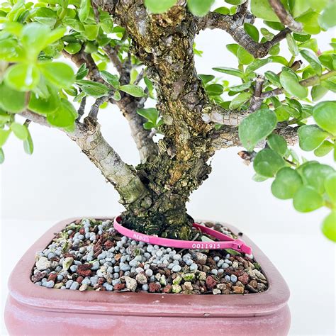 Frank Yee Cork Bark Mini Jade Portulacara Afra Bonsai Tree Bonsai