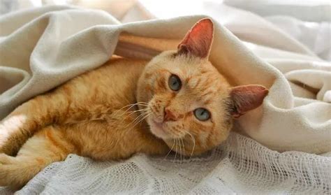 20 Orange Tabby Cat Breeds | Surprising & Fun Facts About Orange Cats ...