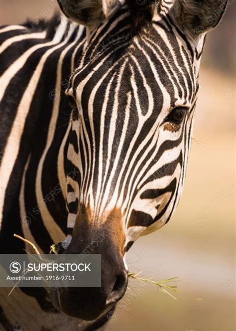 Plain Zebra Equus Quagga Portraiture Moremi Superstock