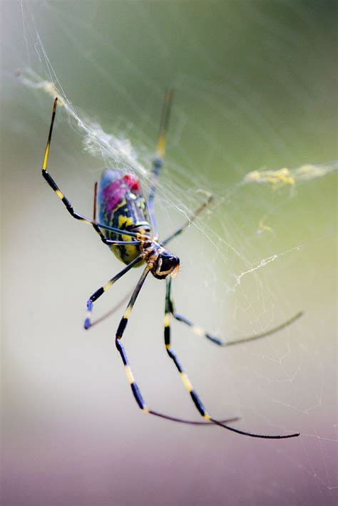 Silk Spider | Spider, Spider web, Insects