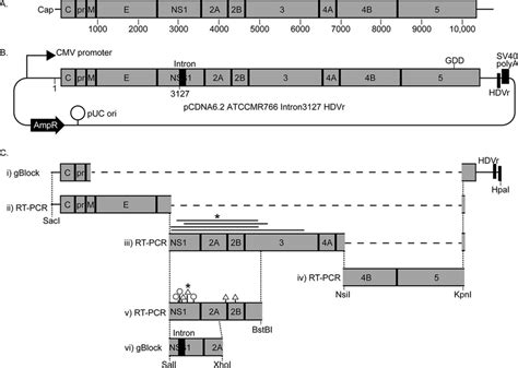 Illustrations Of Zikv Genome And Plasmid A Organization Of The Zikv