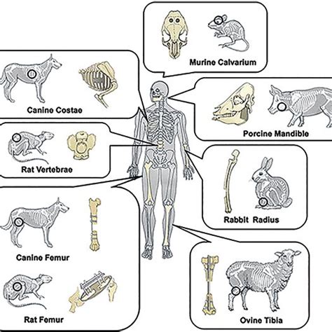 Common Animal Models Used For Bone Regeneration Reprinted From Taguchi