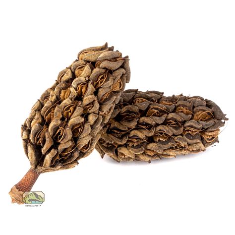 Magnolia Seed Pods - 2 Pack