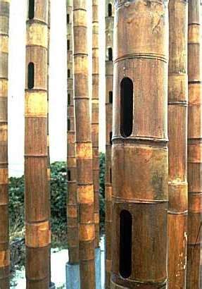 The Bamboo Aeolian Organ Or The Weeping Bamboo Bambus Aeols Orgel