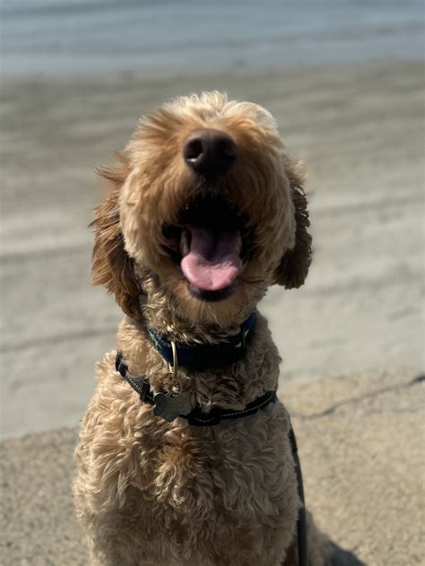 Milo's Mutts Pet Services