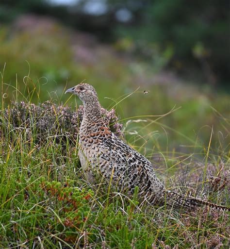 Fasan Phasianus Colchicus Jagdfasan Phasianus Colch Flickr