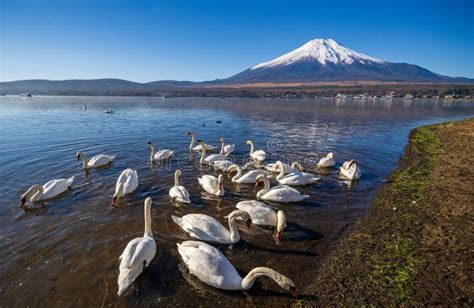 White Swan With Mount Fuji At Yamanaka Lake Yamanashi Japan Stock