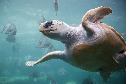 Sea turtle migration - Wikipedia