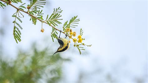 A Complete Travel Guide to Sariska National Park