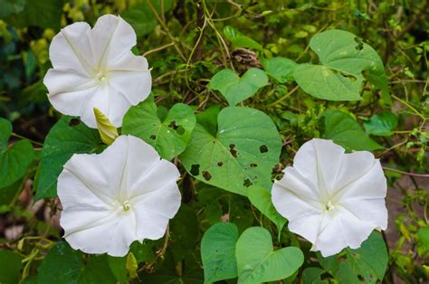 Ipomoea Alba Growth Guide For The Moonflower Plant