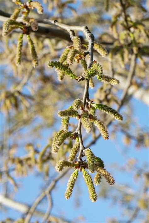 Poplar Tree Blossom Spring In Istanbul March 2023 Populus Alba Stock