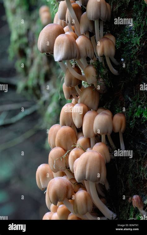 Funghi Growing On The Trunk Of A Tree Stock Photo Alamy