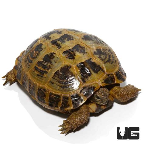 Russian Tortoises For Sale - Underground Reptiles