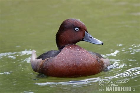 Aythya Nyroca Pictures Ferruginous Duck Images Nature Wildlife Photos