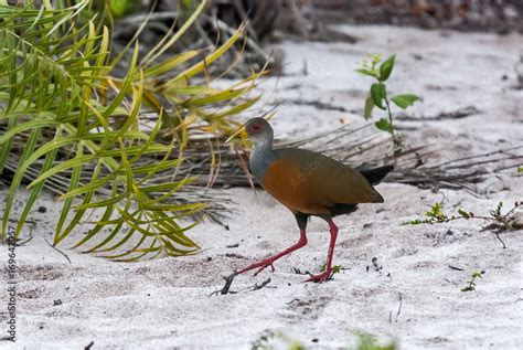 Foto De Saracura Tr S Potes Aramides Cajanea Gray Necked Wood Rail