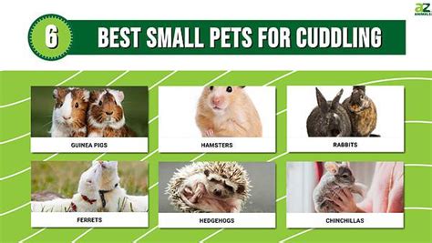 Best Small Pets for Cuddling - A-Z Animals