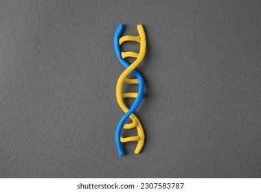 Plasticine Chromosome Images Stock Photos D Objects Vectors